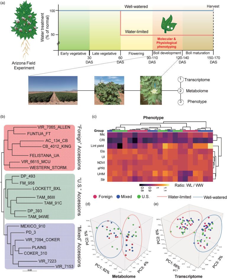 New genetic insights may lead to drought-resilient cotton