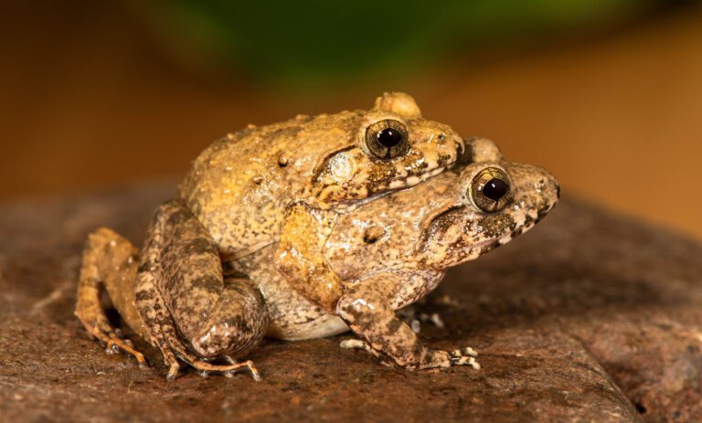 From tree holes to trash—the breeding behavior of a frog endemic to the Andman Islands of India