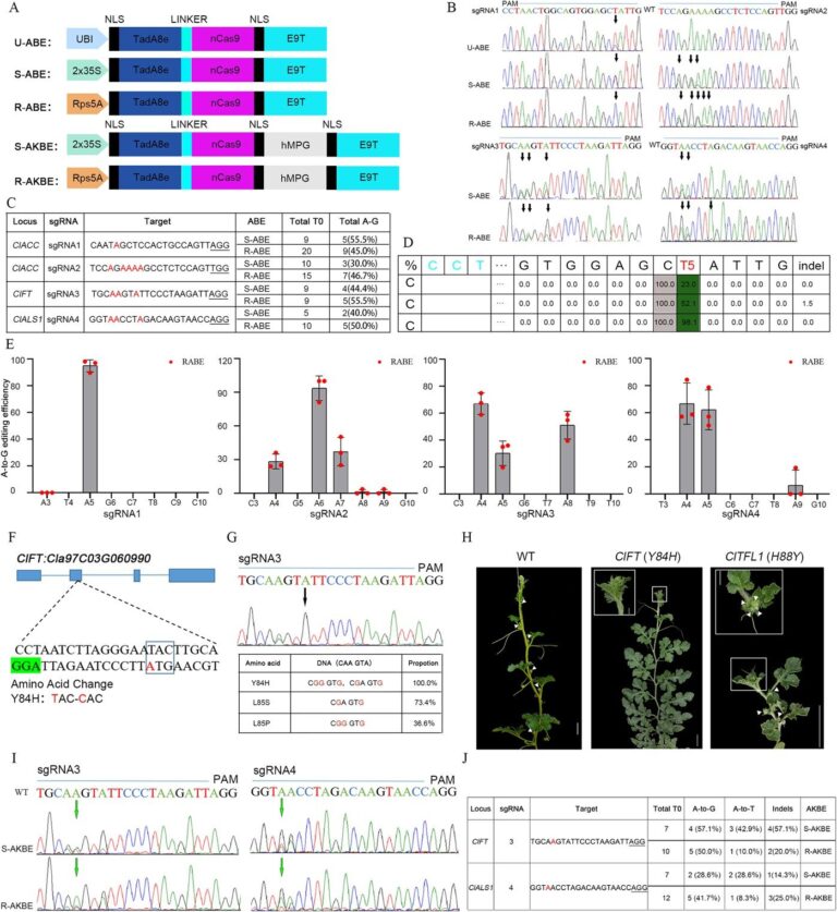 Transforming watermelon genetics with advanced base editors