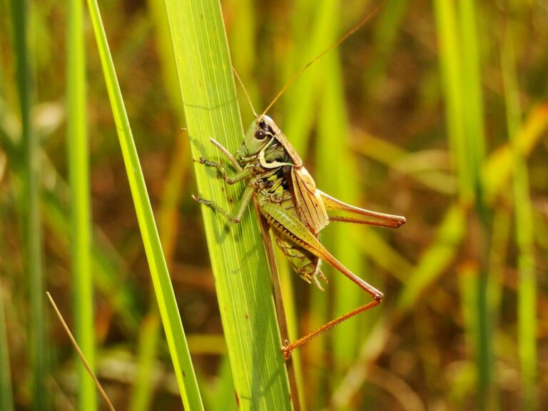 Colorado grasshopper boom causing headaches for gardeners, farmers