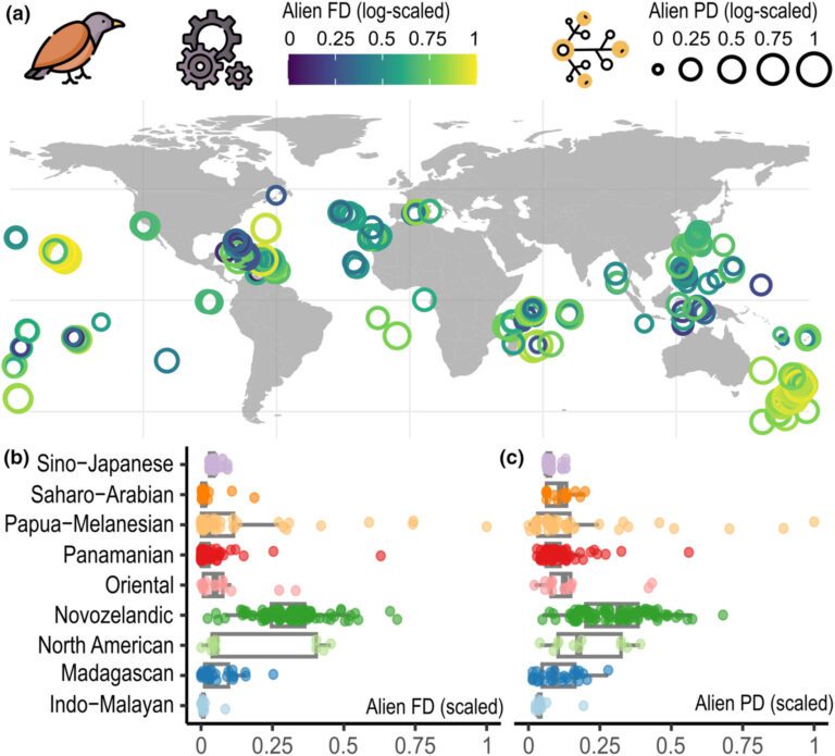 How humans transform island bird communities