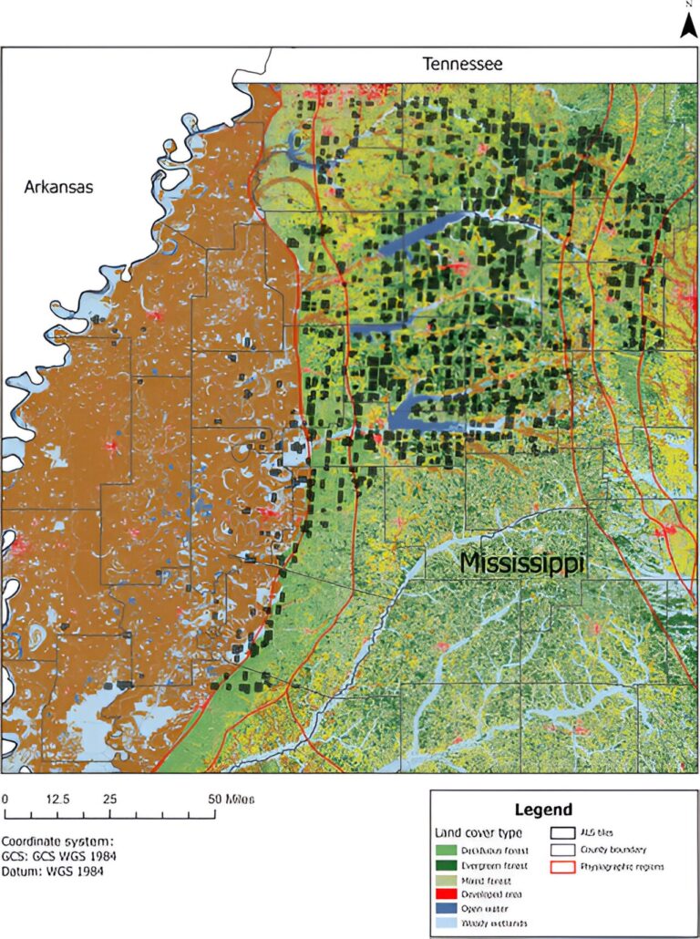 How spaceborne satellites can help with forest monitoring