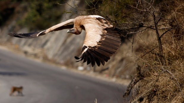 When India’s vulture population collapsed, half a million human deaths followed: study