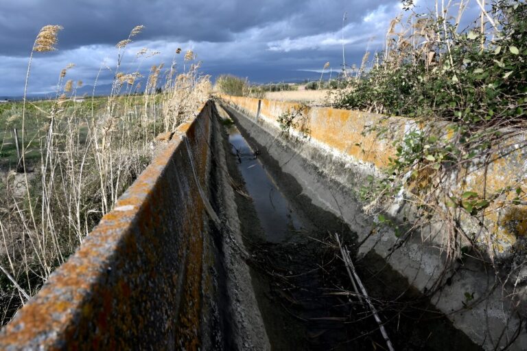 Drought in Sicily threatens grain fields, animal herds