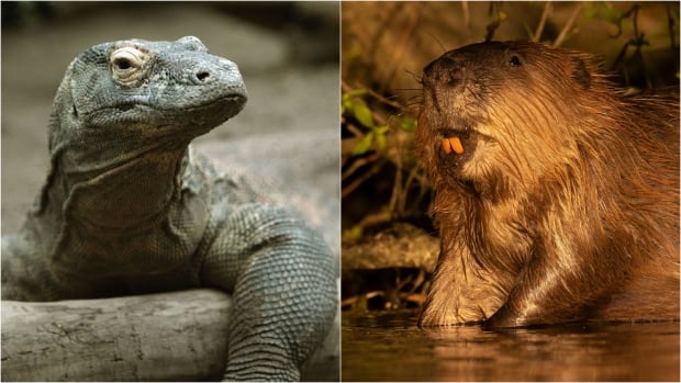 Komodo dragons have iron-coated teeth — just like the mighty beaver