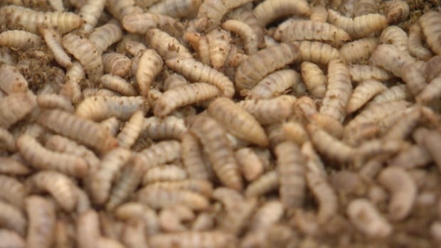 Flies as pet food? Sask. team wants to boost insect’s potential as sustainable protein source