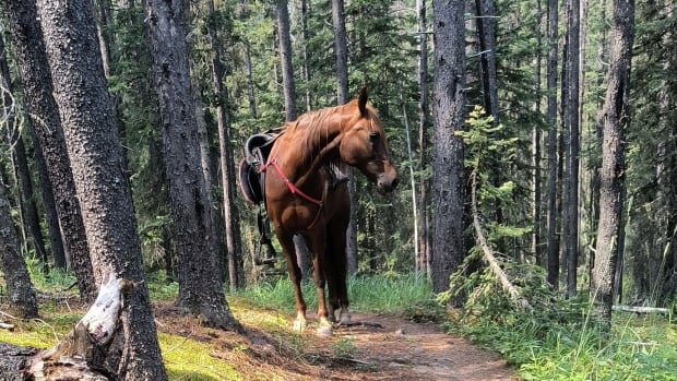 ‘Crazy journey’ reunites a missing horse with its family