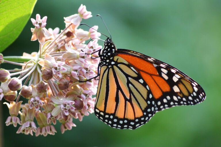 Monarch butterflies need help, and research shows a little bit of milkweed goes a long way