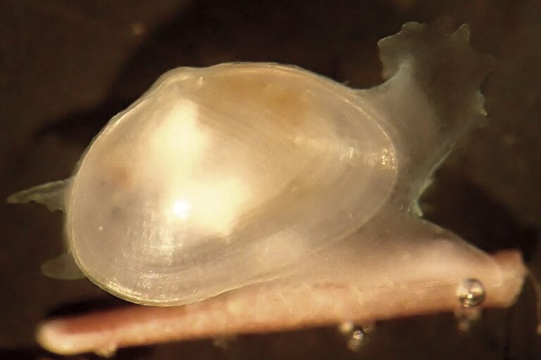 New clam species discovered in South Africa’s kelp forest