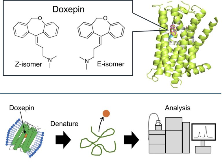 New insights into antihistamine binding could lead to more effective treatments