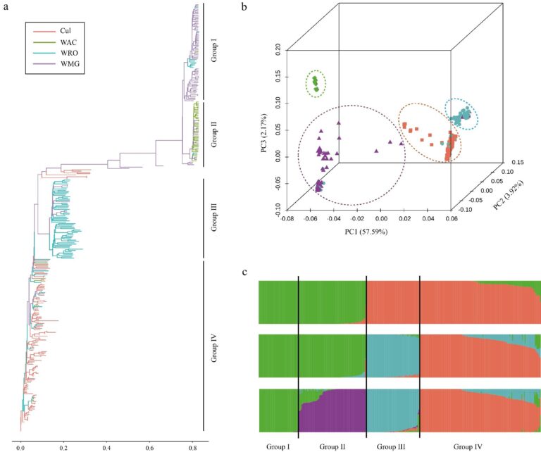 New liquid single nucleotide polymorphism chip can enhance rubber tree breeding