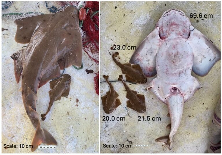 New study identifies potential protection areas for critically endangered sharks in Türkiye