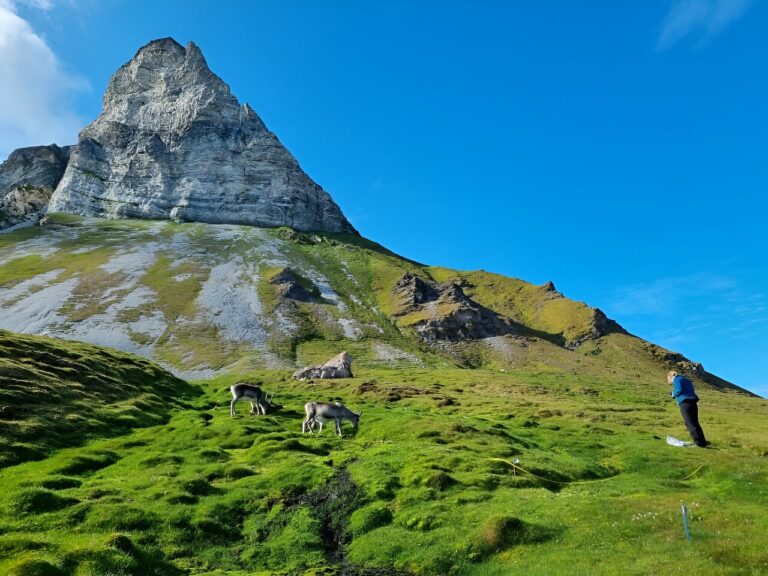 Non-native species are threatening vulnerable Svalbard plant life, study warns