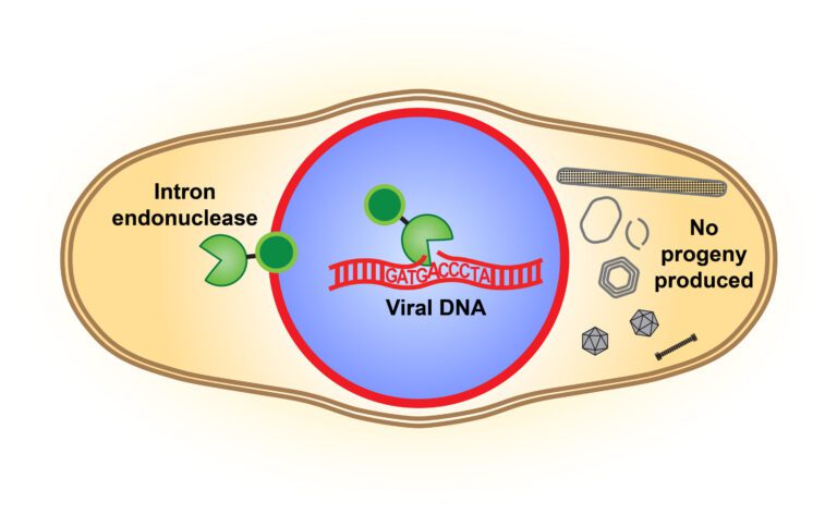 Phage viruses, used to treat antibiotic resistance, gain advantage by cutting off competitors’ reproduction ability