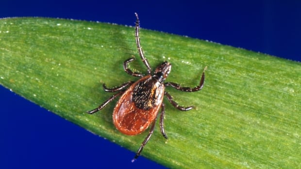 Tick-killing fungus research underway at N.S. university