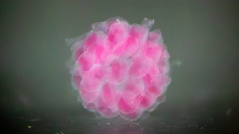 Researchers develop first voxel building blocks for 3D-printed organs