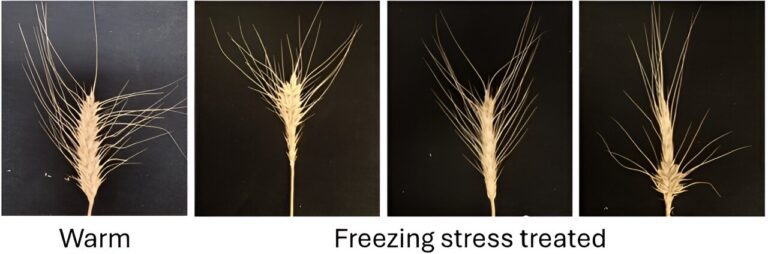 Enhancing frost tolerance in wheat