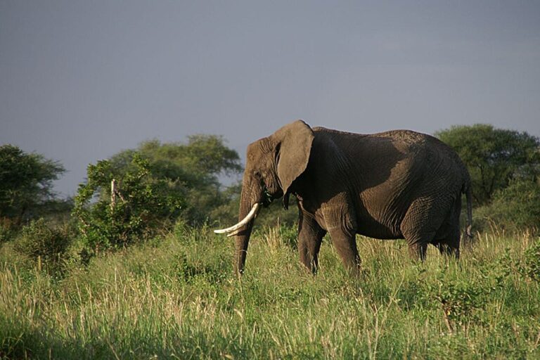 NGO management reduces poaching and boosts tourism, but raises risks for civilians