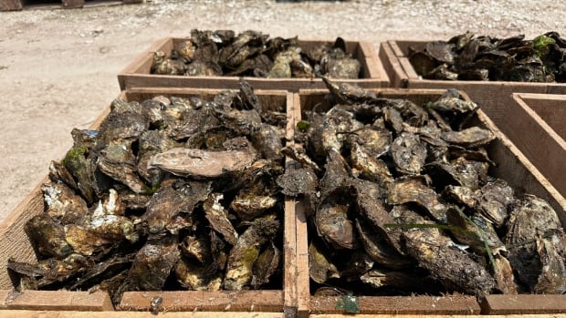 Officials in P.E.I. ‘working around the clock’ to curb spread of oyster disease