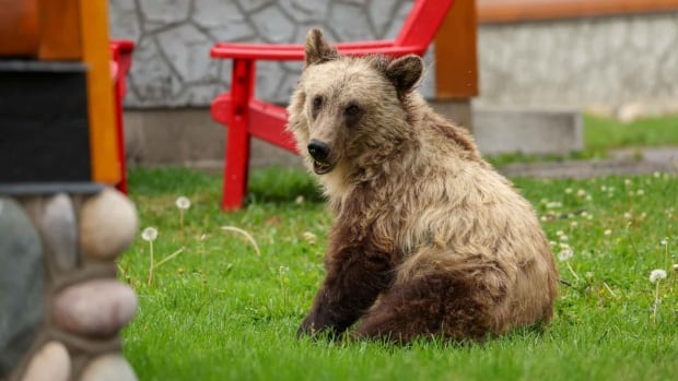 Wildlife, including Bear 222 and her cubs, dodge flames of Jasper wildfire