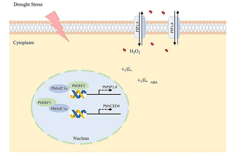 A genetic mechanism to fortify crops against drought