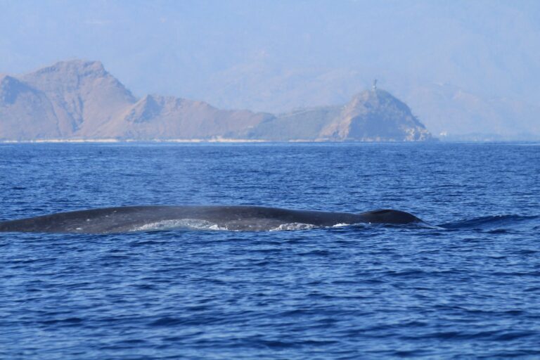 Rare footage reveals intimate family lives of blue whales