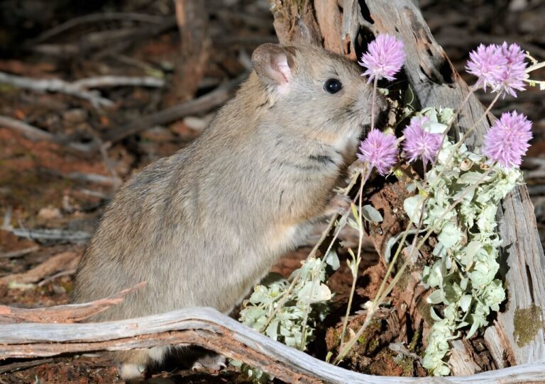 Rare rodent prefers an invasive noxious weed over native vegetation, study finds