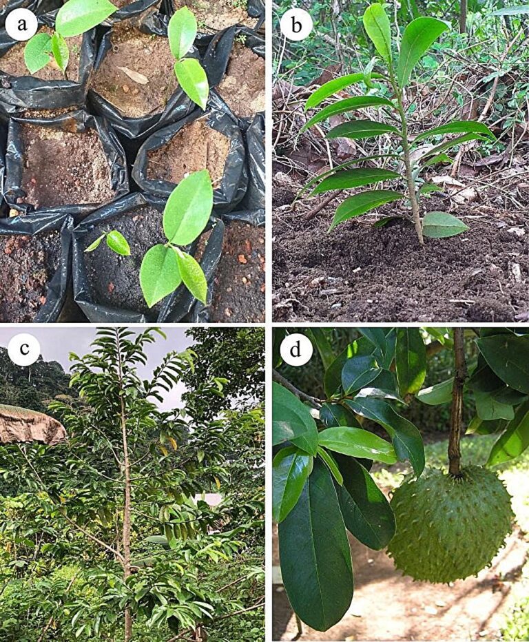 Research team uncovers optimal conditions for soursop cultivation