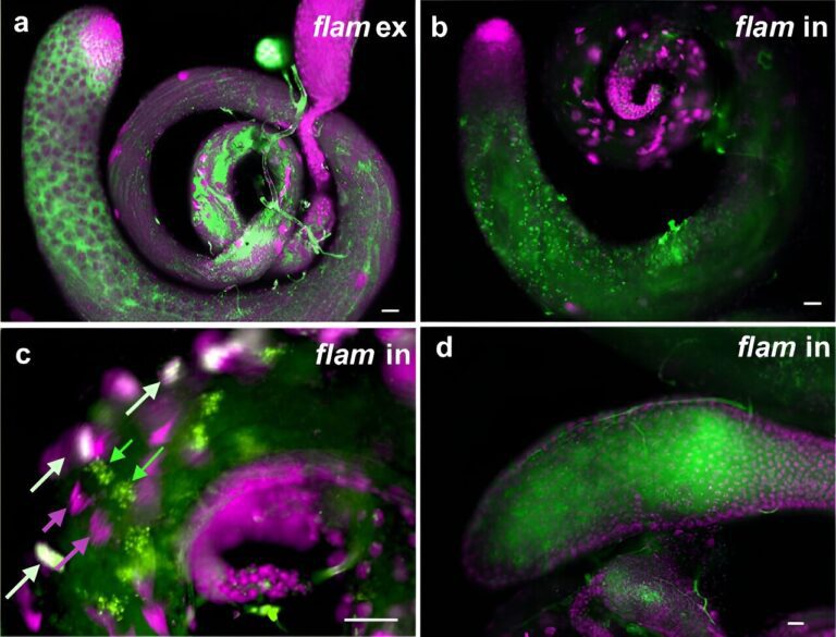 Researchers discover high levels of non-coding RNAs in testes, suggesting new roles in sperm function and evolution