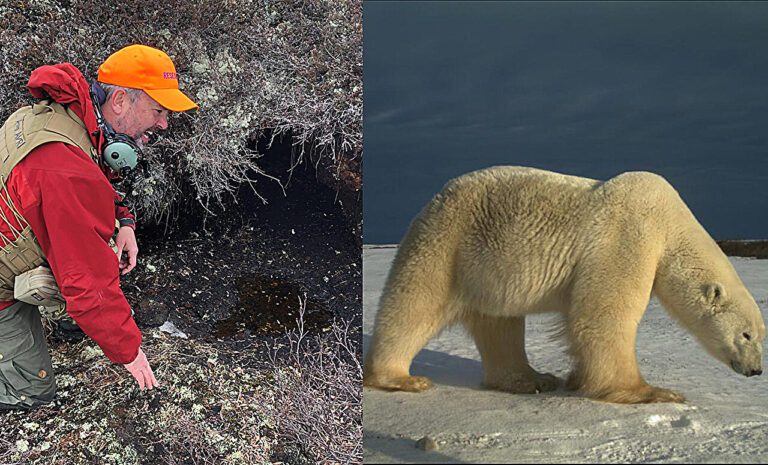 Researchers discover swath of previously undocumented polar bear dens