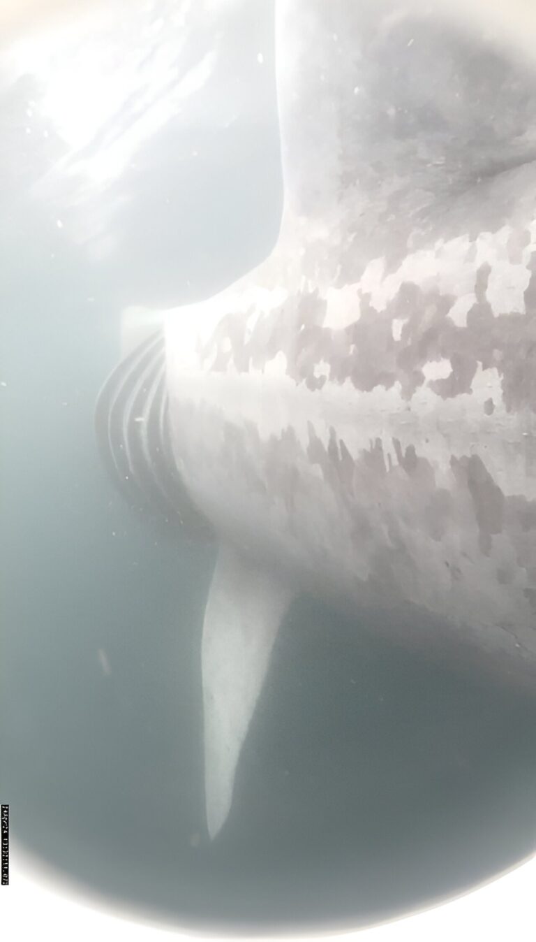 Researchers record first-ever images and data of a shark being struck by a boat