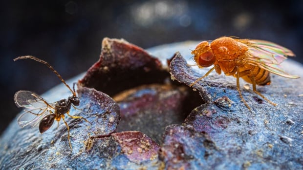 Scientists researching wasps that may protect B.C. berries