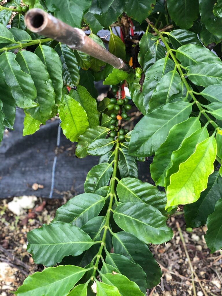 Researchers explore Robusta coffee as alternative to Arabica