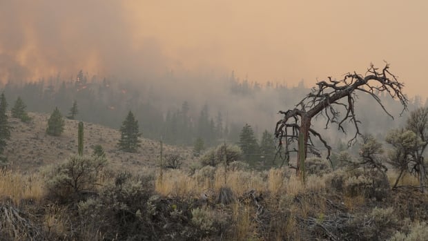 Thousands remain on evacuation alert in B.C. due to wildfires