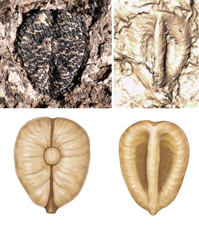 Sixty-million-year-old grape seeds reveal how the death of the dinosaurs may have paved the way for grapes to spread