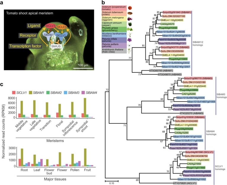 How solanaceae plants maintain homeostasis through receptor compensation