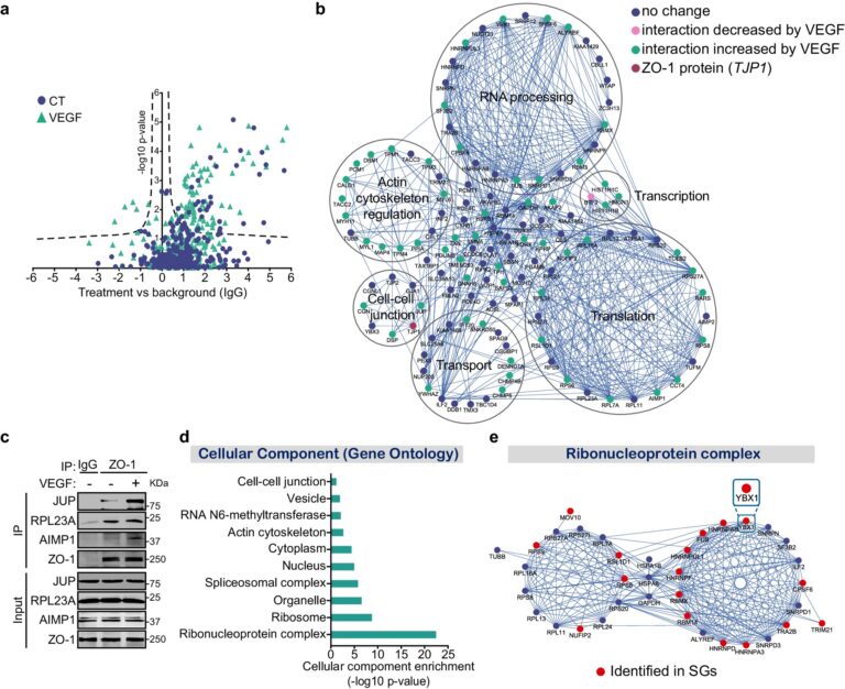 Stress granules found to play an unsuspected role in blood vessel formation