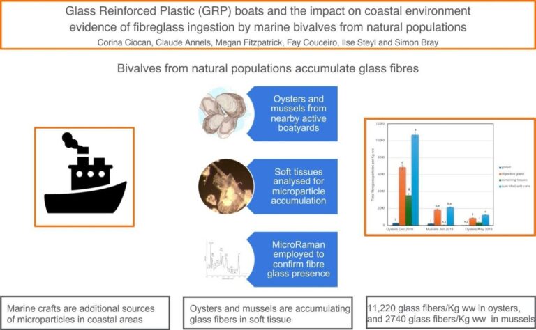 Study reveals worrying levels of fiberglass in oysters and mussels