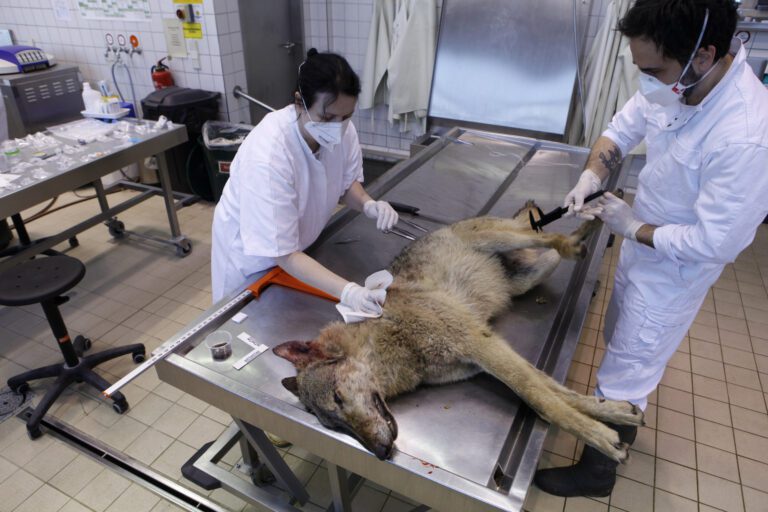 Gray wolf autopsy findings since the species’ comeback to Germany