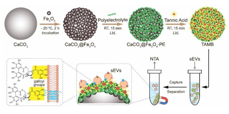 Tannic acid-coated magnetic beads could facilitate early cancer diagnosis