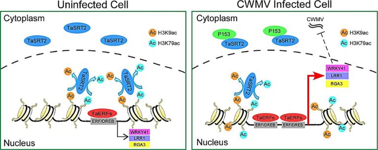 Researchers reveal how plants protect themselves from viral infection by regulating deacetylation