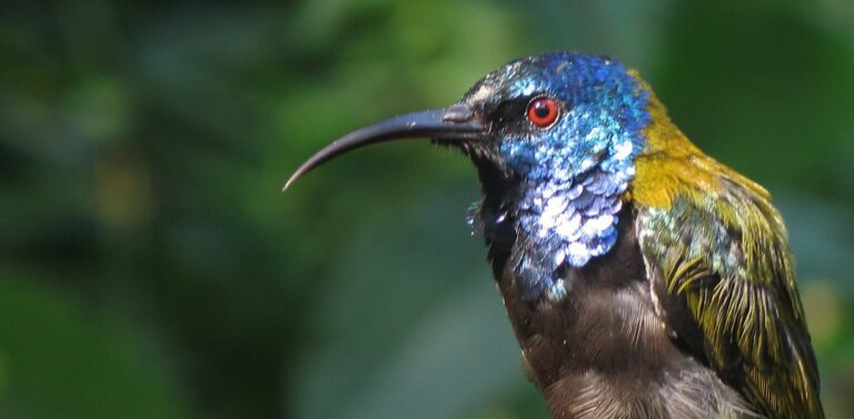 Scientists figure out why there are so many colorful birds in the tropics and how these colors spread over time