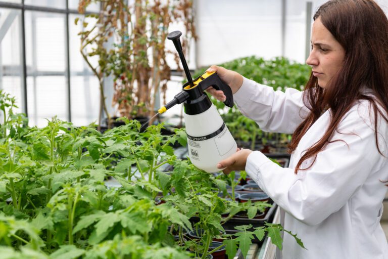 The aroma of tomato resistance—discovery of a new compound to protect from bacteria and drought