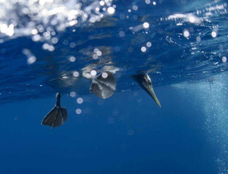 The Galapagos Islands and many of their unique creatures are at risk from warming waters