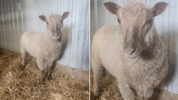 1 of 2 sheep wandering since June near Windsor expressway has been caught