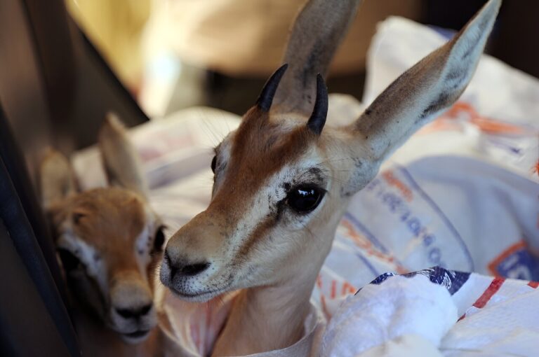 Endangered gazelles find Libyan ‘safe haven’