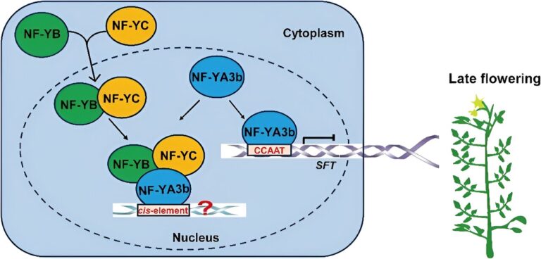 SlNF-YA3b gene’s role in flowering time revealed