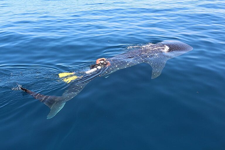 Female whale shark with satellite transmitter for record-breaking four years shows consistent migrations