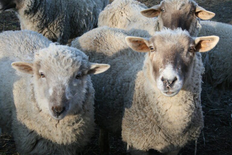 Researchers train sheep to complete awake MRI imaging