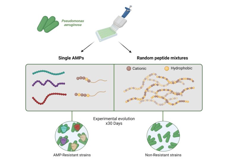 Treatment with a mixture of antimicrobial peptides found to impede antibiotic resistance